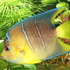 30 gallon fish tank, fish tank filter.