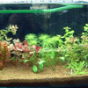 fish tank aquariums, saltwater fish tank.