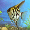 fish tank accesories, how to start a fish tank.